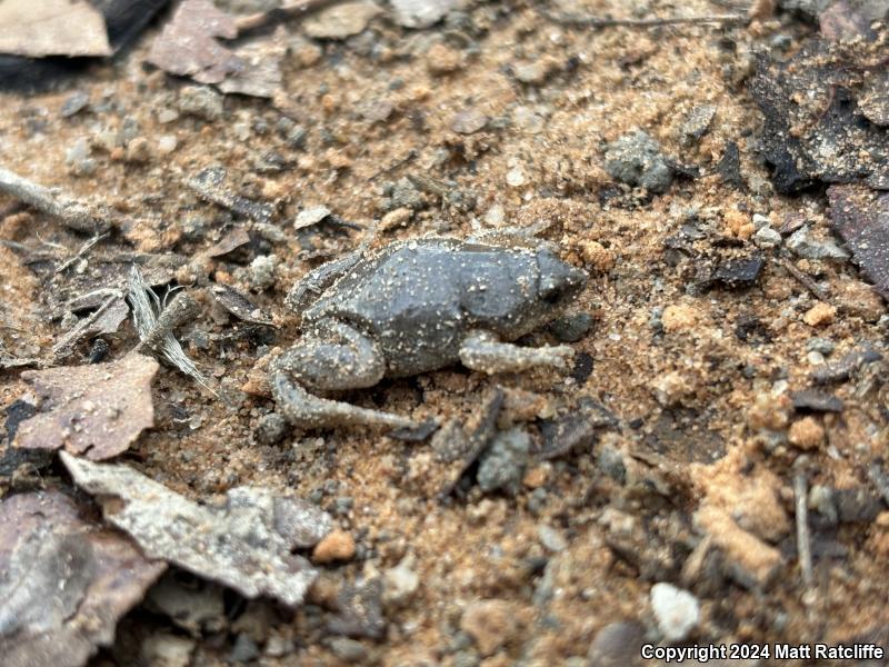 Western Narrow-mouthed Toad (Gastrophryne olivacea olivacea)