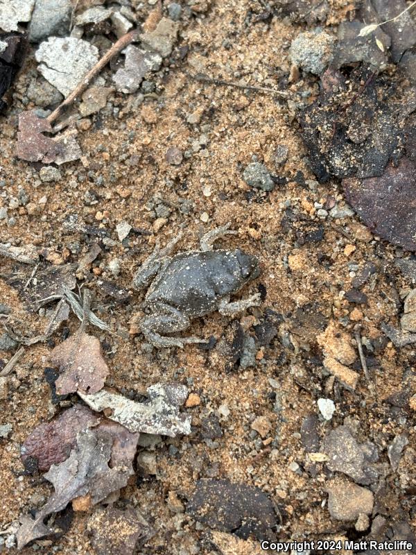 Western Narrow-mouthed Toad (Gastrophryne olivacea olivacea)