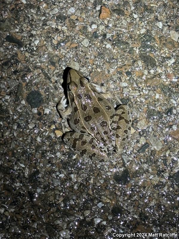 Southern Leopard Frog (Lithobates sphenocephalus utricularius)