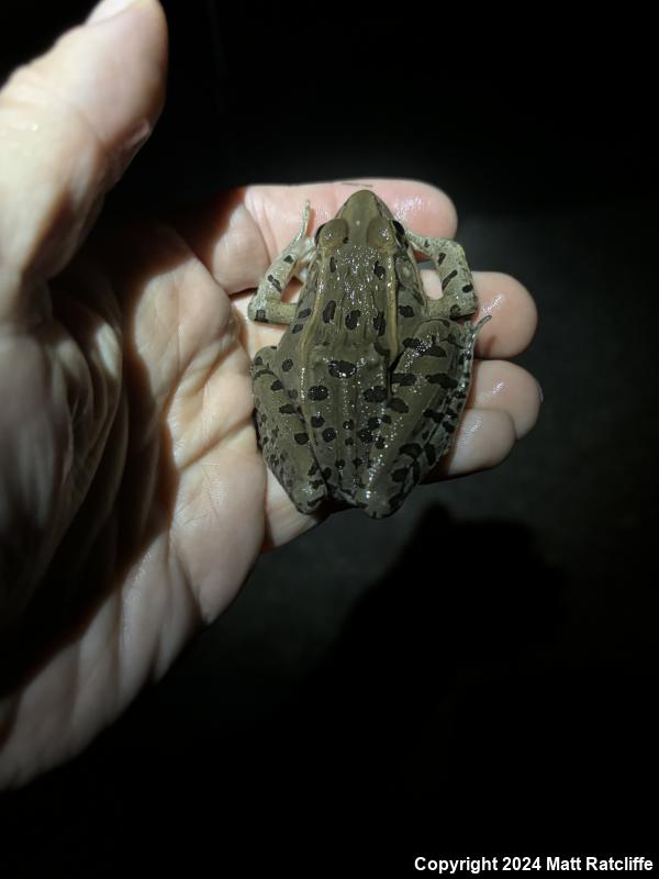 Southern Leopard Frog (Lithobates sphenocephalus utricularius)