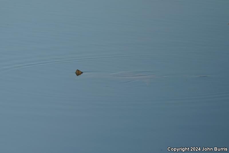 Yaqui Slider (Trachemys yaquia)