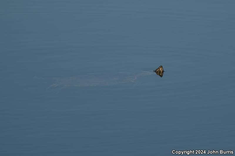 Fuerte Slider (Trachemys nebulosa hiltoni)