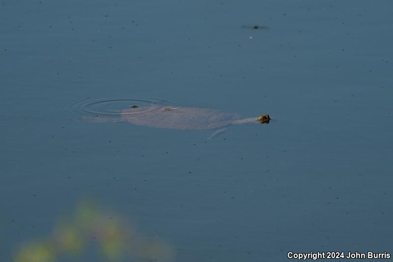 Yaqui Slider (Trachemys yaquia)