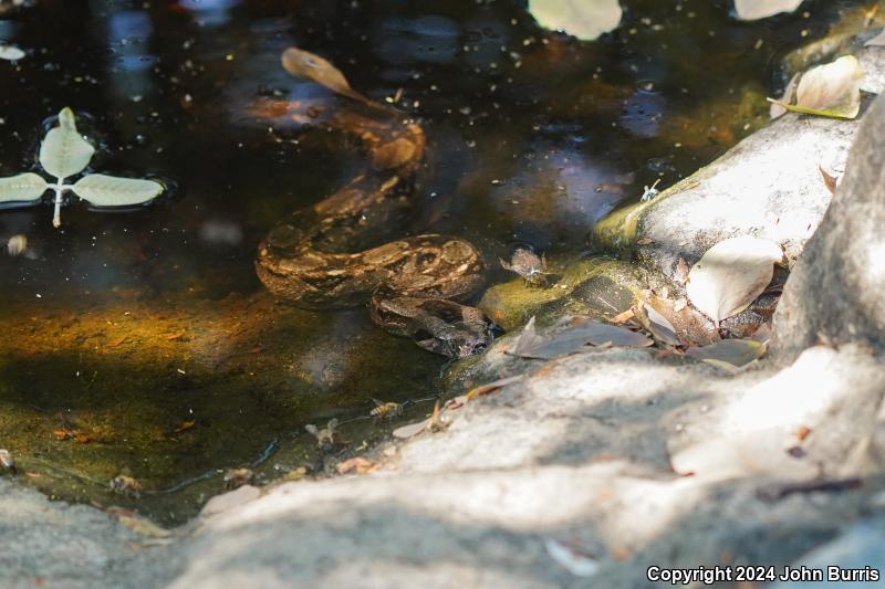 Mexican Boa Constrictor (Boa constrictor imperator)