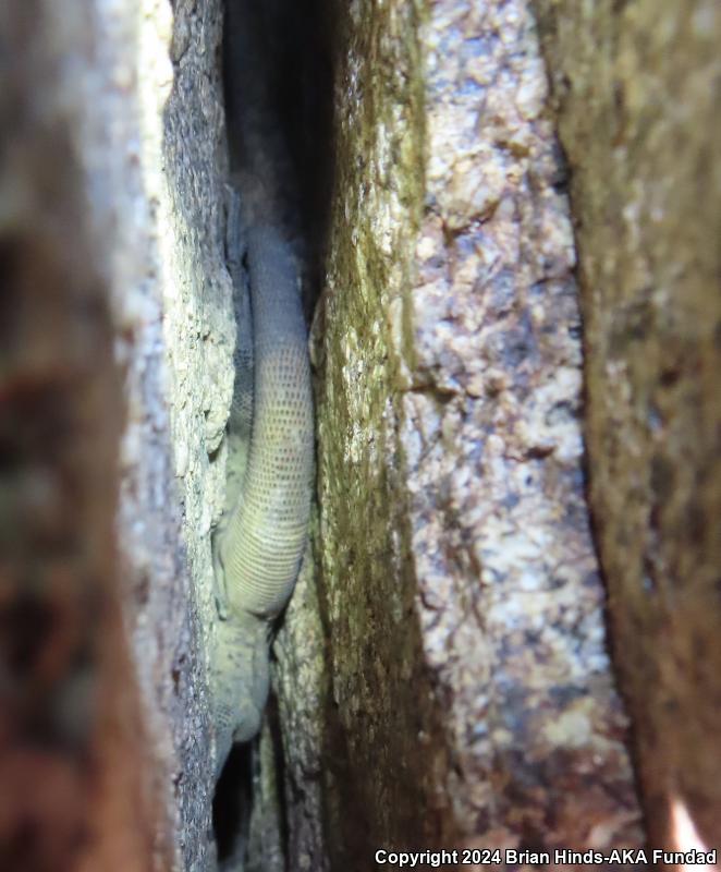 Common Chuckwalla (Sauromalus ater)