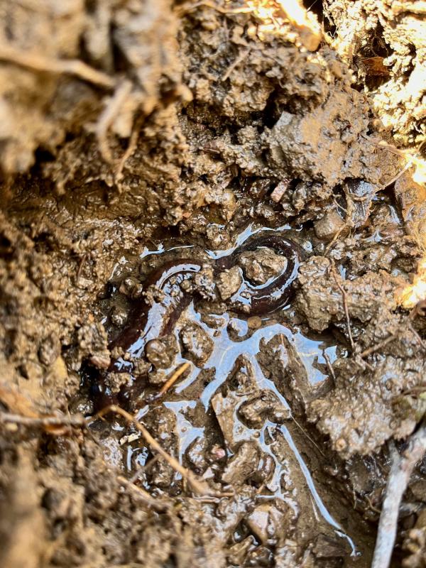 Northern Dusky Salamander (Desmognathus fuscus)