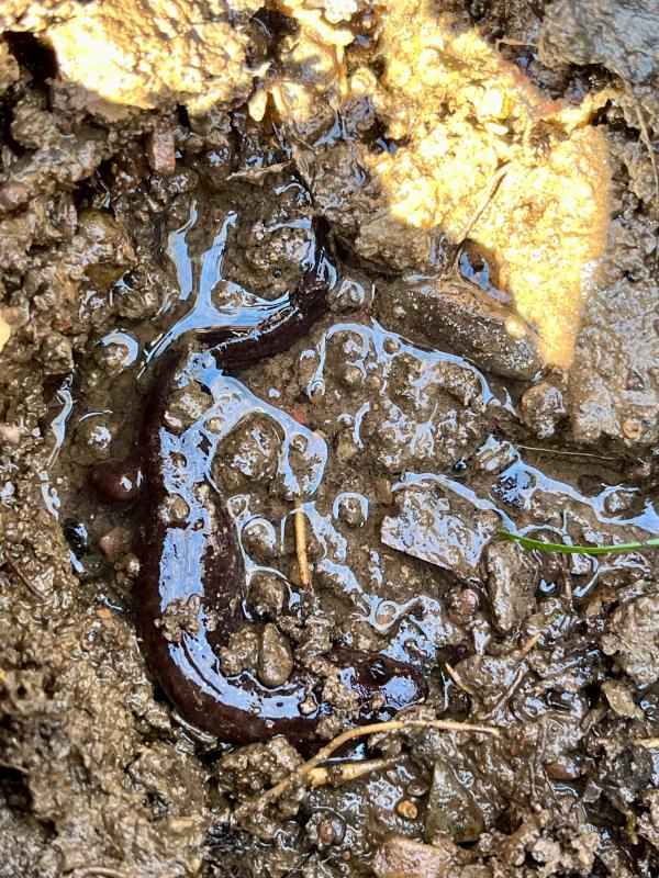 Northern Dusky Salamander (Desmognathus fuscus)