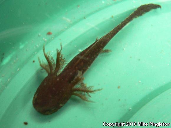 Marbled Salamander (Ambystoma opacum)