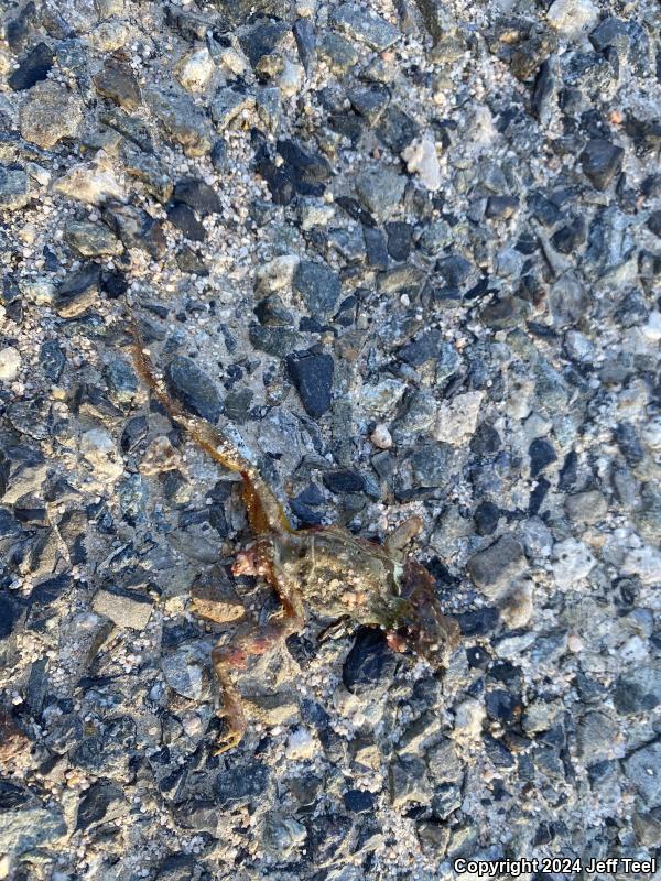 Baja California Treefrog (Pseudacris hypochondriaca)