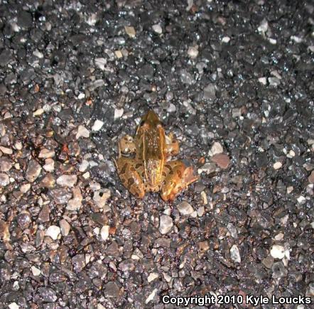 Southern Leopard Frog (Lithobates sphenocephalus utricularius)