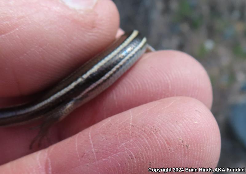 Coronado Island Skink (Plestiodon skiltonianus interparietalis)