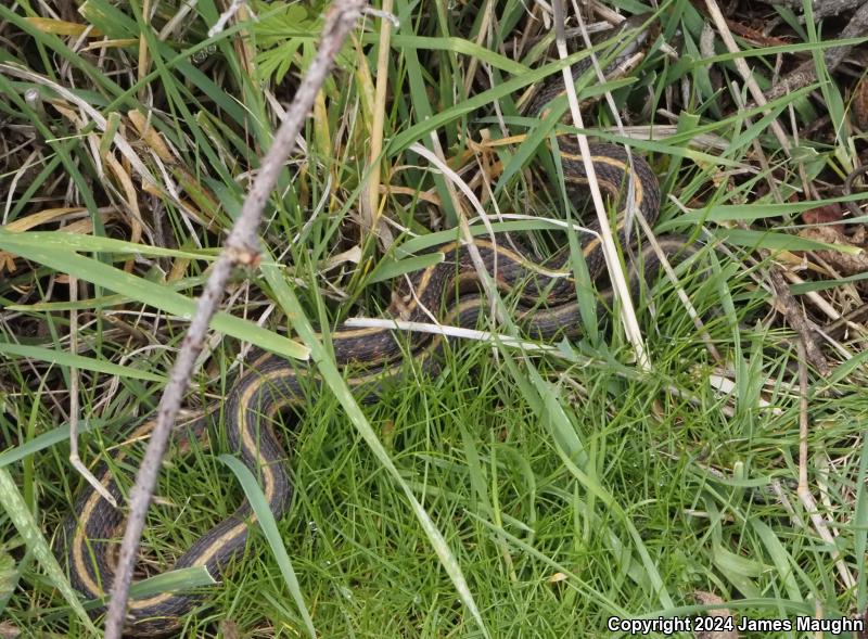 Coast Gartersnake (Thamnophis elegans terrestris)