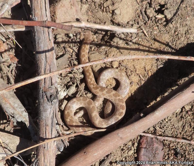 San Diego Nightsnake (Hypsiglena ochrorhyncha klauberi)