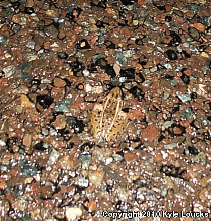 Southern Leopard Frog (Lithobates sphenocephalus utricularius)