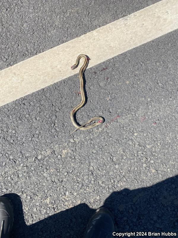 Giant Gartersnake (Thamnophis gigas)