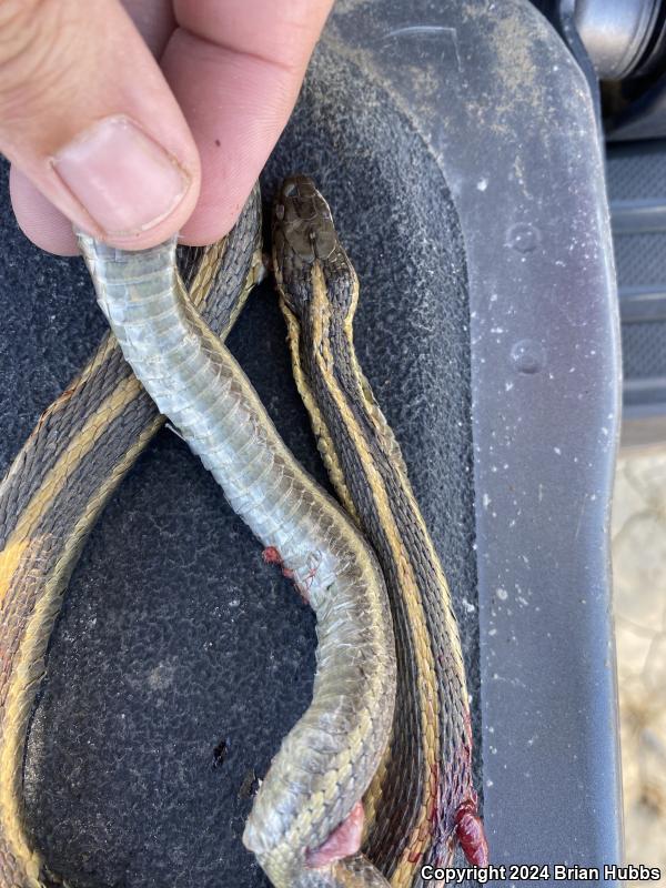 Giant Gartersnake (Thamnophis gigas)