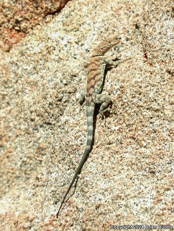 Banded Rock Lizard (Petrosaurus mearnsi)