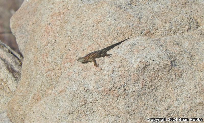 Granite Spiny Lizard (Sceloporus orcutti)