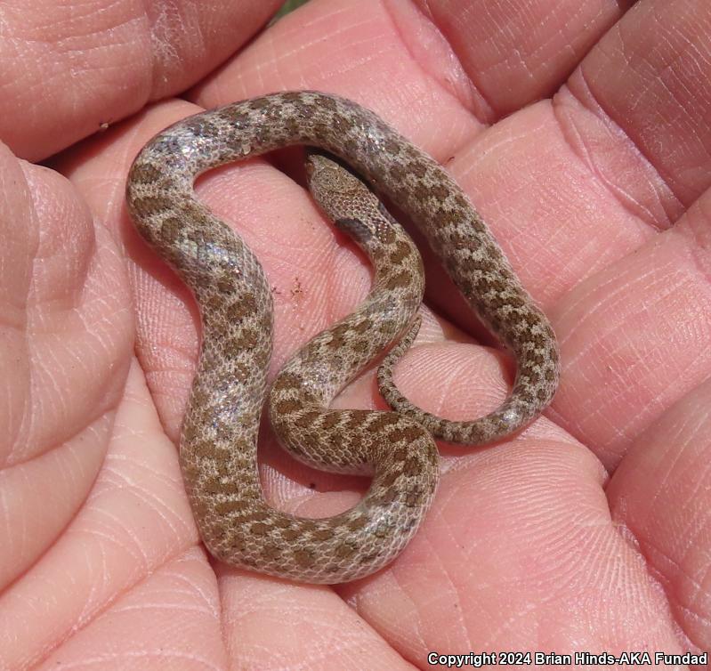 San Diego Nightsnake (Hypsiglena ochrorhyncha klauberi)