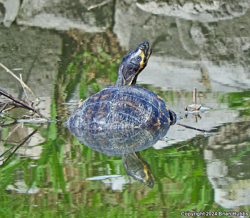 Yellow-bellied Slider (Trachemys scripta scripta)