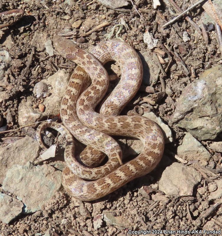 San Diego Nightsnake (Hypsiglena ochrorhyncha klauberi)