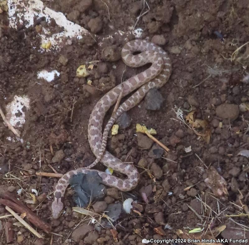 San Diego Nightsnake (Hypsiglena ochrorhyncha klauberi)