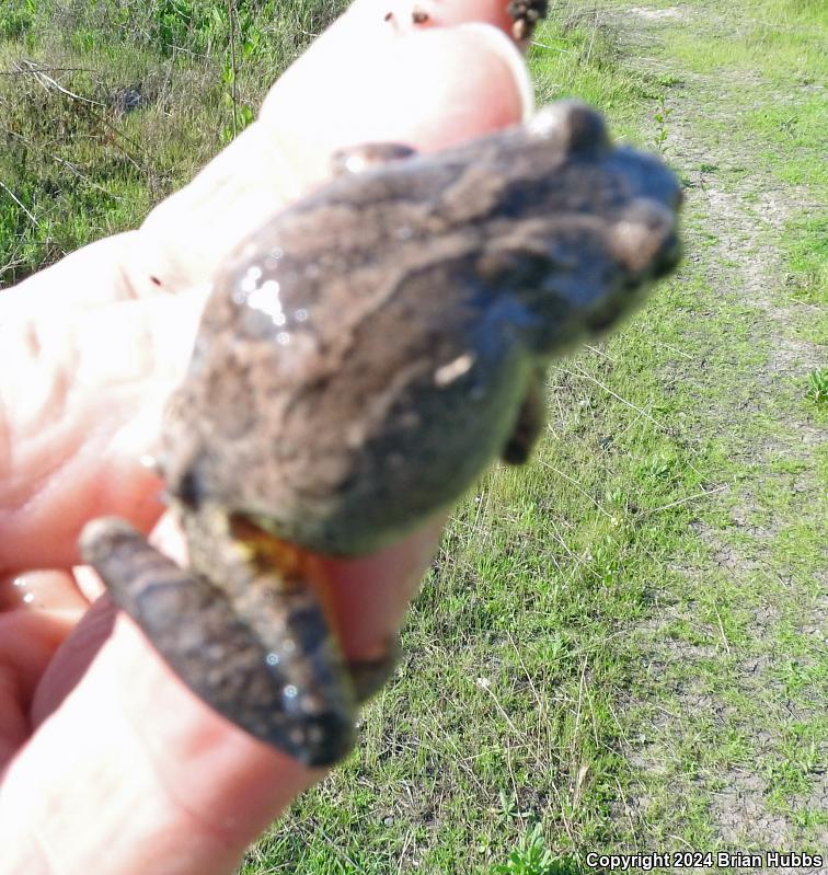 Baja California Treefrog (Pseudacris hypochondriaca)