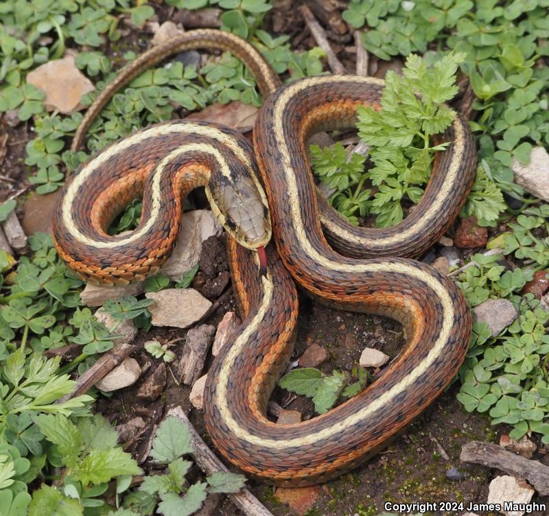 Coast Gartersnake (Thamnophis elegans terrestris)