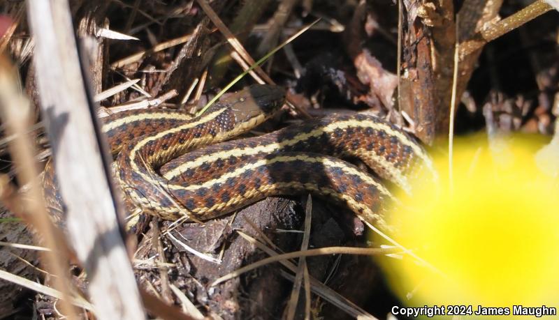 Coast Gartersnake (Thamnophis elegans terrestris)