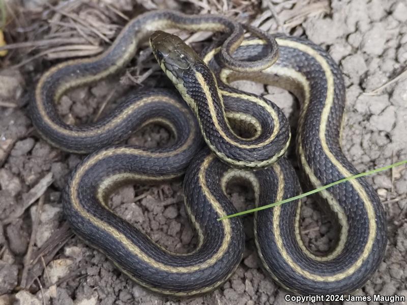 Coast Gartersnake (Thamnophis elegans terrestris)