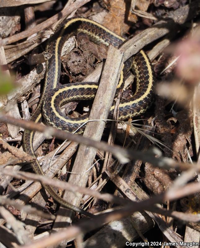 Coast Gartersnake (Thamnophis elegans terrestris)