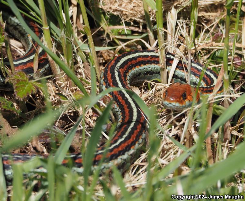 San Francisco Gartersnake (Thamnophis sirtalis tetrataenia)