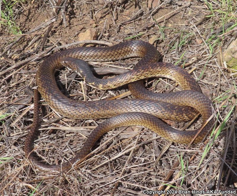 Baja California Coachwhip (Coluber fuliginosus)