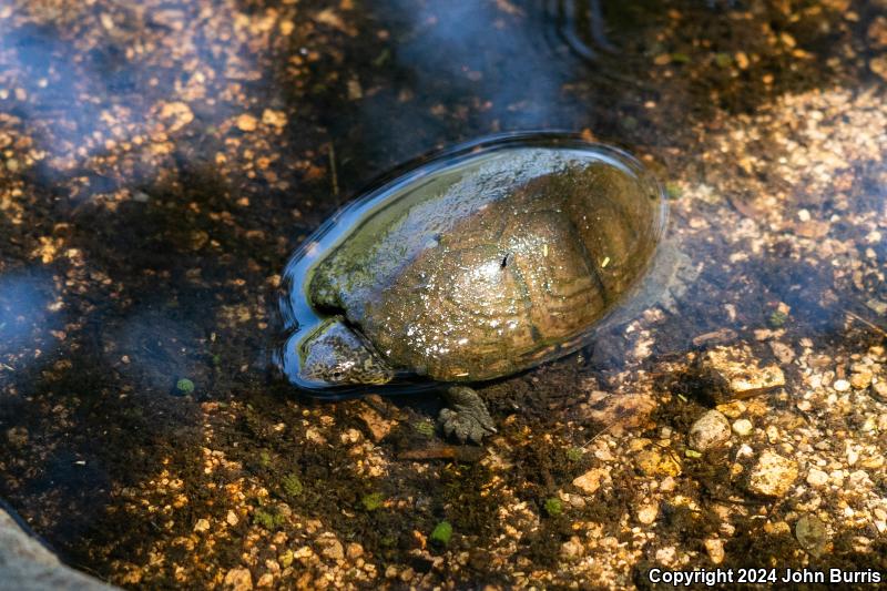 Mexican Mud Turtle (Kinosternon integrum)