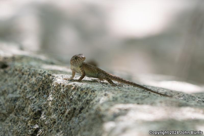 Southern Nelson's Spiny Lizard (Sceloporus nelsoni nelsoni)