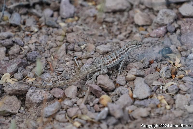 Sonoran Earless Lizard (Holbrookia elegans thermophila)