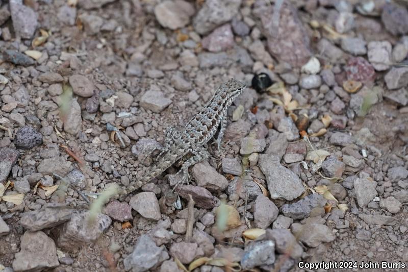 Sonoran Earless Lizard (Holbrookia elegans thermophila)