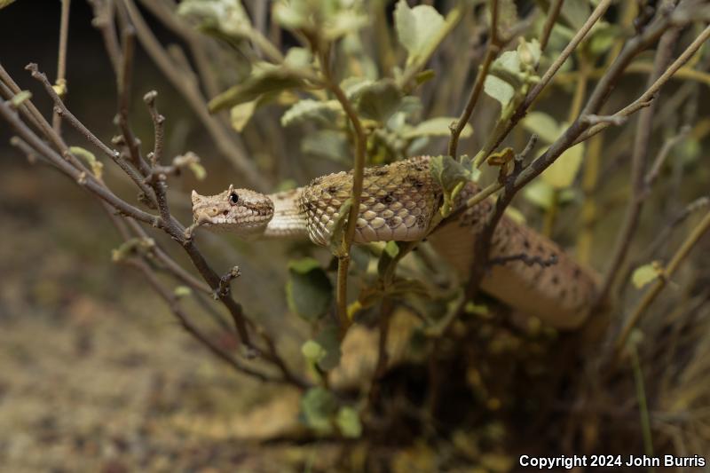 Sonoran Sidewinder (Crotalus cerastes cercobombus)