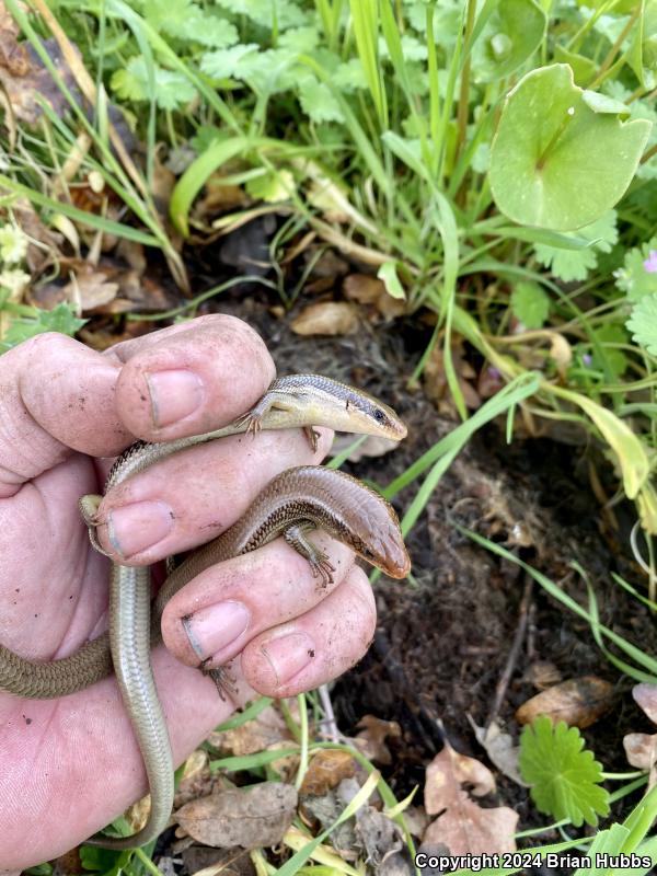 Northern Brown Skink (Plestiodon gilberti placerensis)