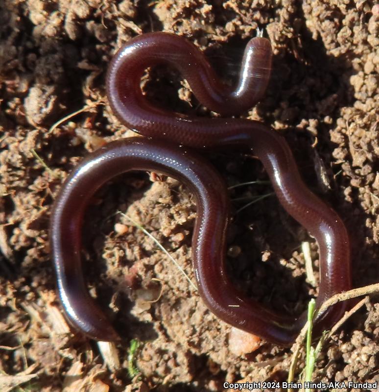 Brahminy Blindsnake (Ramphotyphlops braminus)