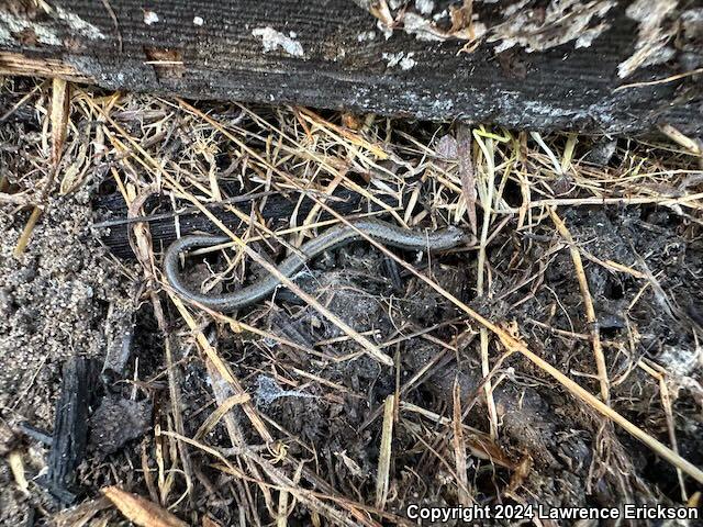 Gabilan Mountains Slender Salamander (Batrachoseps gavilanensis)