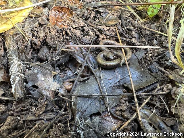 Gabilan Mountains Slender Salamander (Batrachoseps gavilanensis)