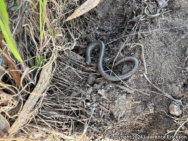 Gabilan Mountains Slender Salamander (Batrachoseps gavilanensis)