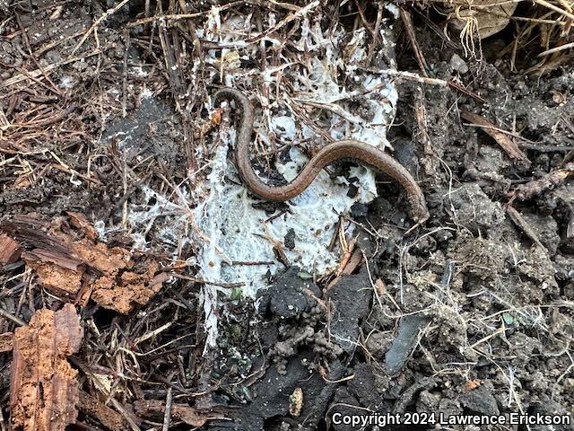 Gabilan Mountains Slender Salamander (Batrachoseps gavilanensis)