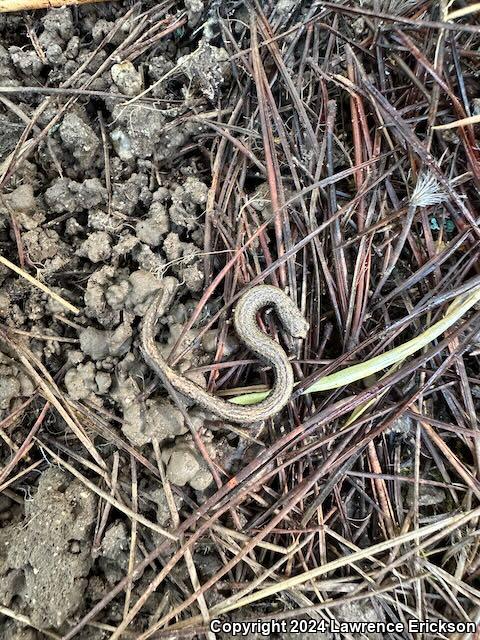 Gabilan Mountains Slender Salamander (Batrachoseps gavilanensis)