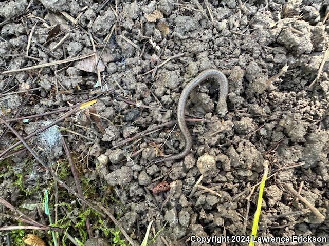 Gabilan Mountains Slender Salamander (Batrachoseps gavilanensis)