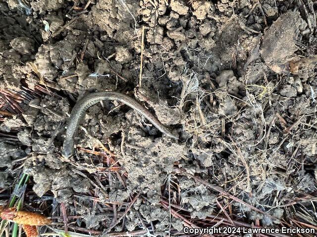 Gabilan Mountains Slender Salamander (Batrachoseps gavilanensis)