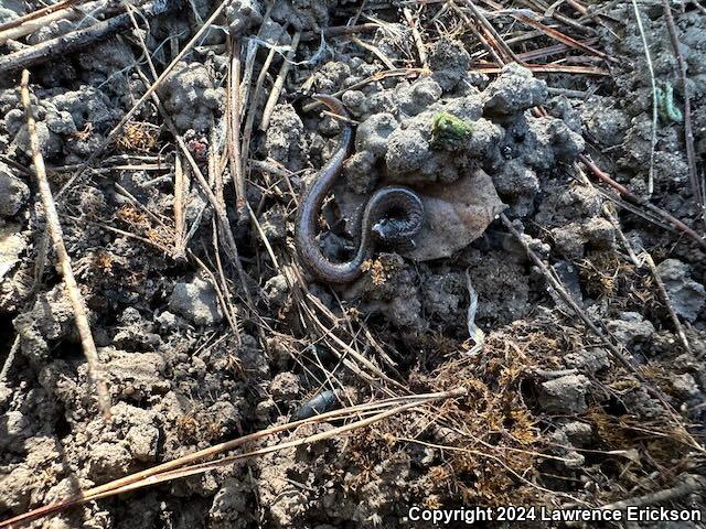 Gabilan Mountains Slender Salamander (Batrachoseps gavilanensis)