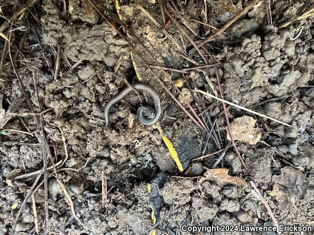 Gabilan Mountains Slender Salamander (Batrachoseps gavilanensis)