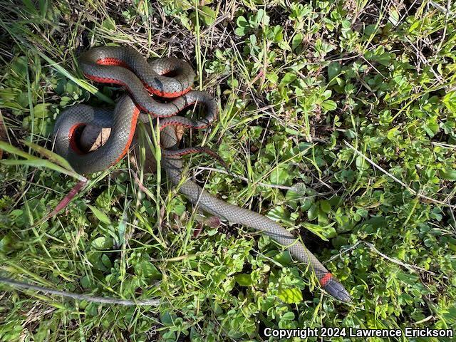 Monterey Ring-necked Snake (Diadophis punctatus vandenburgii)